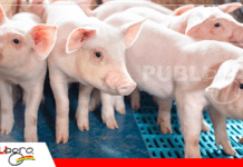 Controlar PCV2 y micoplasma: un desafío clave ante la evolución del circovirus en granjas porcinas