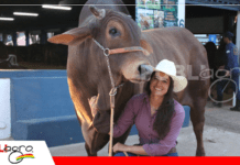 Expozebu 2026: Sindi se consolida como herramienta genética clave en sistemas tropicales, esa es la apuesta técnica desde Porongaba