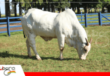 Expozebu 2026: Donna FIV CIAV, la vaca Nelore más cara del mundo, impresiona en Brasil por su genética, clones y productividad