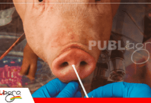 Nueva generación de vacunas porcinas apunta a elevar la productividad en Bolivia