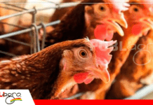 Microbioma y salud intestinal: la nueva frontera de la producción avícola