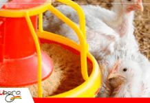 Coccidiosis: la enfermedad que no siempre se ve, pero siempre impacta