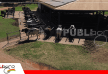 Expozebu 2026: Alta Genetics es tecnología, sanidad y genética de élite, son la mayor central de semen y embriones de Sudamérica