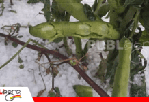 Granizada devasta cultivos y deja pérdidas en comunidades de Potosí