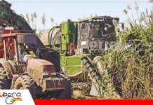 Incertidumbre por etanol pone en alerta al sector cañero