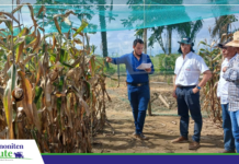 Ernährunk von Kulturen maakt de Erträje bit to 20% hoch un helpt de Auswirkungen von to veel Regen to mindern