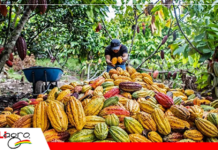 Desde la Amazonía boliviana, el cacao de Pando conquista nuevos reconocimientos