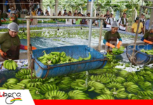 Trópico de Cochabamba se prepara para exportación de banano y piña con respaldo técnico y sanitario
