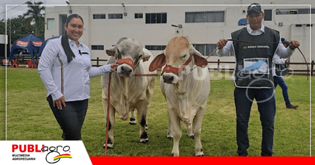 Reservado campeón de progenie madre joven, Mr. Atlas FIV del Arca y Miss Bella FIV del Arca/ Foto: Publiagro