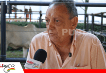 Expozebu 2026: Hacienda Braunas fortalece su legado con un Brahman de alta calidad genética y visión comercial