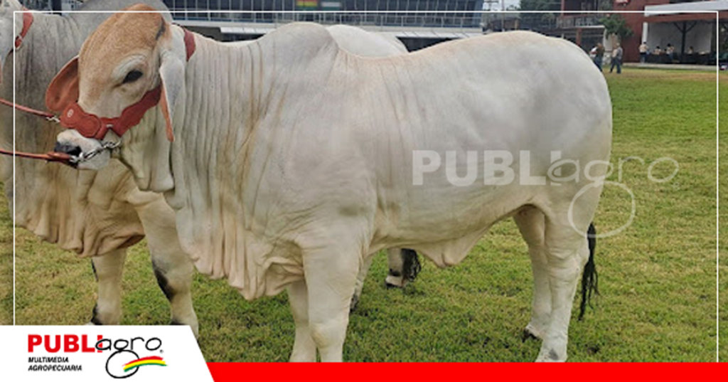 Animales Brahman de alta genética/ Foto: Publiagro