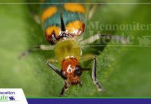 Ceratoma: Zyklus, Schaden un Management von een Plag, wat sik utbreidt