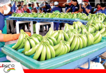 Crisis de combustible afecta la producción agropecuaria en Cochabamba