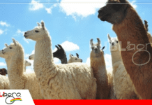 San Andrés de Machaca apunta a la exportación: impulsan al sector camélido con recursos y nuevos mercados