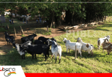 Expozebú 2026: Terras do Oriente fusiona genética sostenible en Gyr lechero y la pasión por el caballo árabe