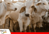 Productores deben actualizar su hato ganadero: SENASAG fija plazo hasta el 15 de mayo