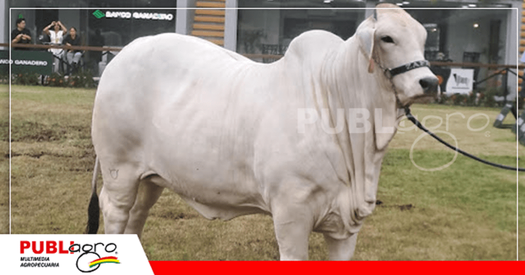 Miss Europa FIV de Condominio Zafiro/ Foto: Publiagro