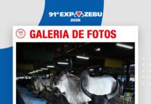 📷Galería de fotos | Raza Guzera Lechero