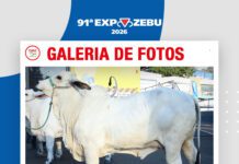 📷Galería de fotos | Raza Tabapuã