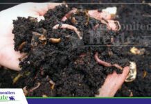 Wurmhumus: de Bio-Dünger, de de landwirtschaftliche Produktivität verwandelt