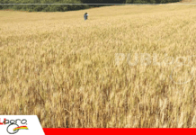 Producción de trigo en Bolivia sigue rezagada frente a la demanda interna