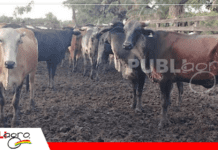 Del laboratorio al campo: embriones para una mejor genética