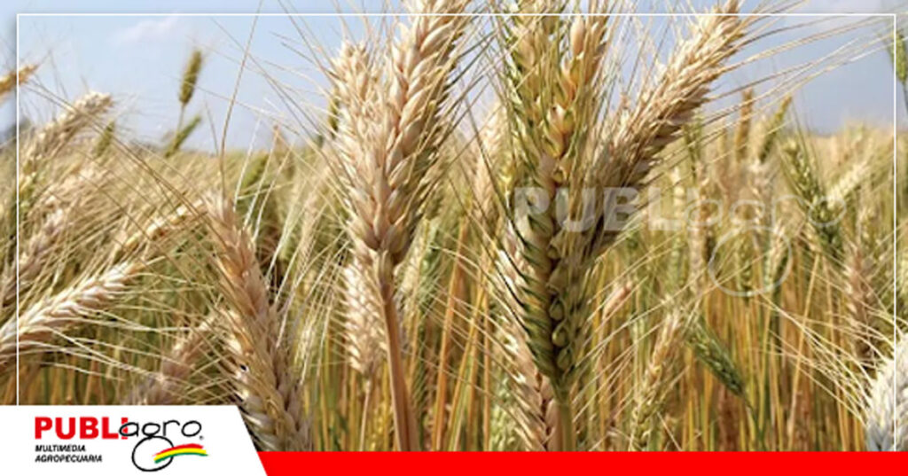 14 El trigo es uno de los cultivo expectante para la campaña de invierno/ Foto: Publiagro