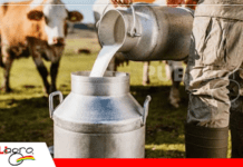 Bolivia busca elevar consumo de leche con nuevo fondo productivo