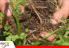El suelo no se fertiliza, se activa: el nuevo enfoque de la agricultura regenerativa