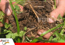 El suelo no se fertiliza, se activa: el nuevo enfoque de la agricultura regenerativa