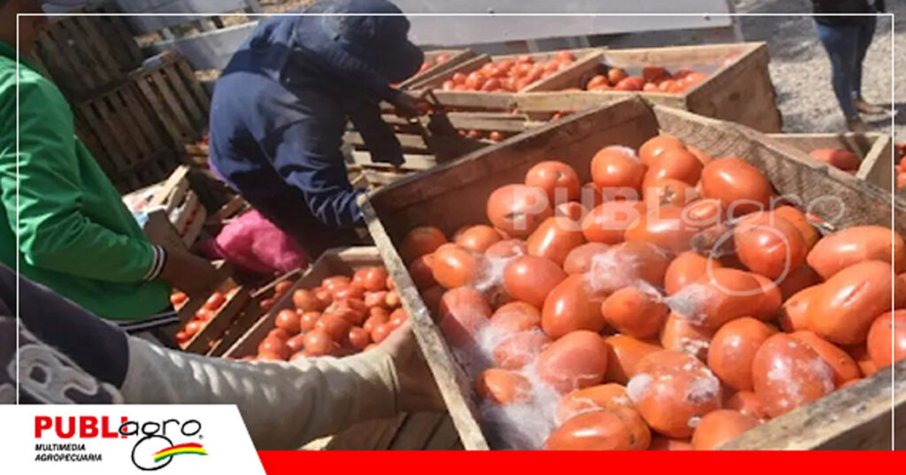22 Verduras y frutas se echan a perder en el bloqueo/ Foto: Unitel