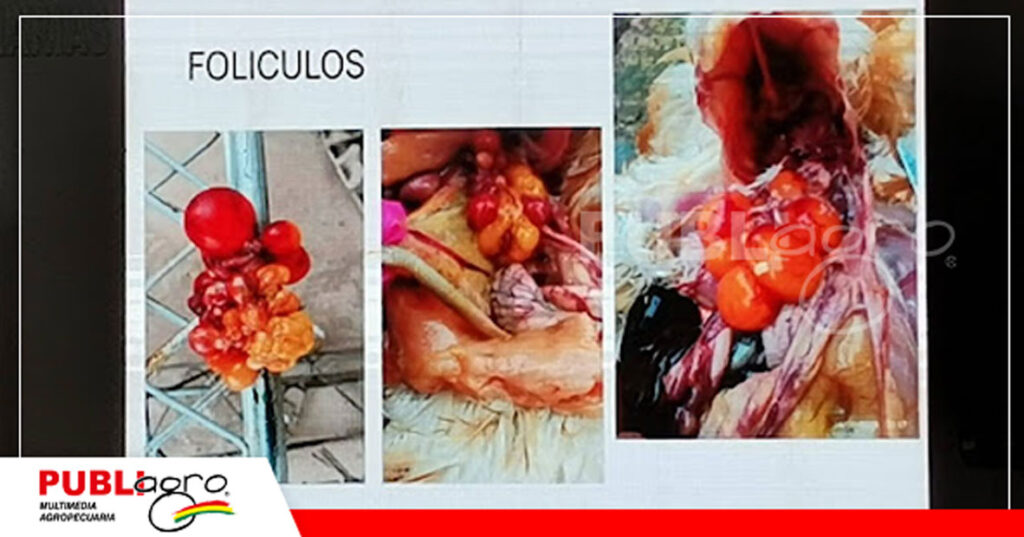 Foto: Publiagro