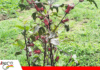 Flor de Jamaica gana terreno como cultivo alternativo en Bolivia