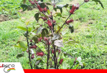 Flor de Jamaica gana terreno como cultivo alternativo en Bolivia