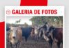 📷Galería de fotos | Mejora genética con embriones en Marbán