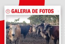 📷Galería de fotos | Mejora genética con embriones en Marbán
