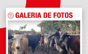 📷Galería de fotos | Mejora genética con embriones en Marbán