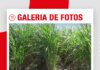 📷Galería de fotos | La productividad de la caña comienza en el suelo