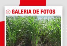 📷Galería de fotos | La productividad de la caña comienza en el suelo