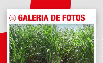 📷Galería de fotos | La productividad de la caña comienza en el suelo