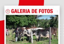 📷Galería de fotos | Día de Campo en la lechería Tulipanes
