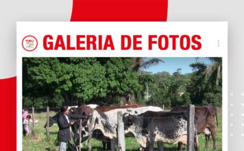 📷Galería de fotos | Día de Campo en la lechería Tulipanes