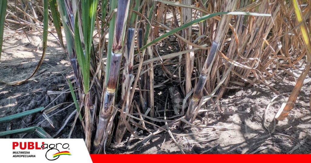 Como resultado una caña más gruesa/ Foto: Publiagro