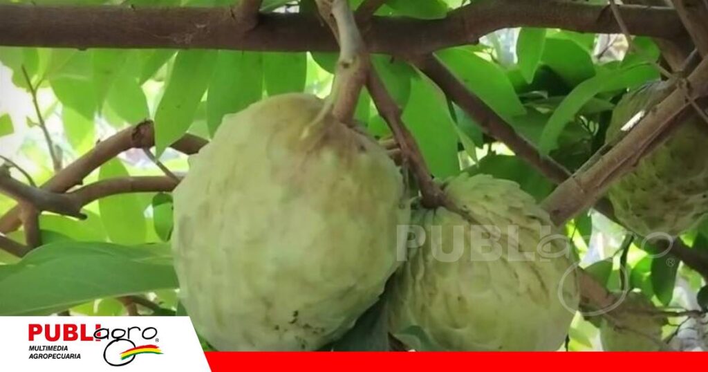 Los frutos llegan a pesar hasta 500 gramos/ Foto: Red Valles Radio y Tv