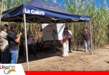 Del análisis al resultado: experiencia en campo apuesta por una caña más eficiente Tercera parada muestran los resultados del manejo de suelo/ Foto: Publiagro