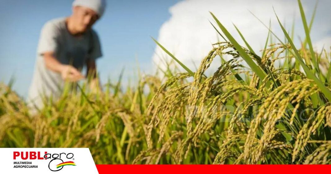 Sector arrocero pide estabilidad tras ajuste del tipo de cambio/ Foto: Internet