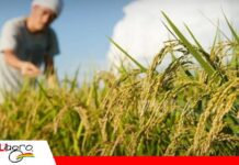 Sube el dólar y crece la incertidumbre en el sector arrocero Sector arrocero pide estabilidad tras ajuste del tipo de cambio/ Foto: Internet