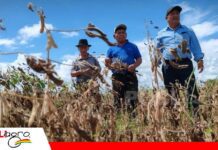 Productores deben prepararse: advierten que El Niño podría extenderse hasta 2027