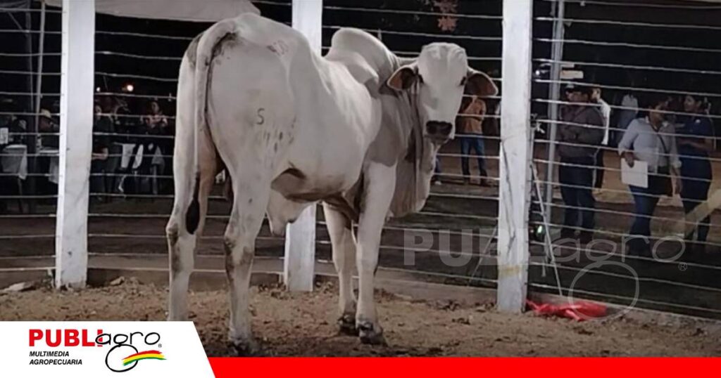 Remate ganadero reafirma el legado histórico de Loreto en el Beni / Foto: Publiagro