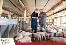 EEUU cambia de patrón cárnico: la carne de cerdo supera a la de res y redefine el mercado mundial